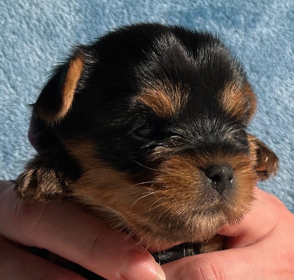 De La Maison Du Parc - Chiot disponible  - Yorkshire Terrier