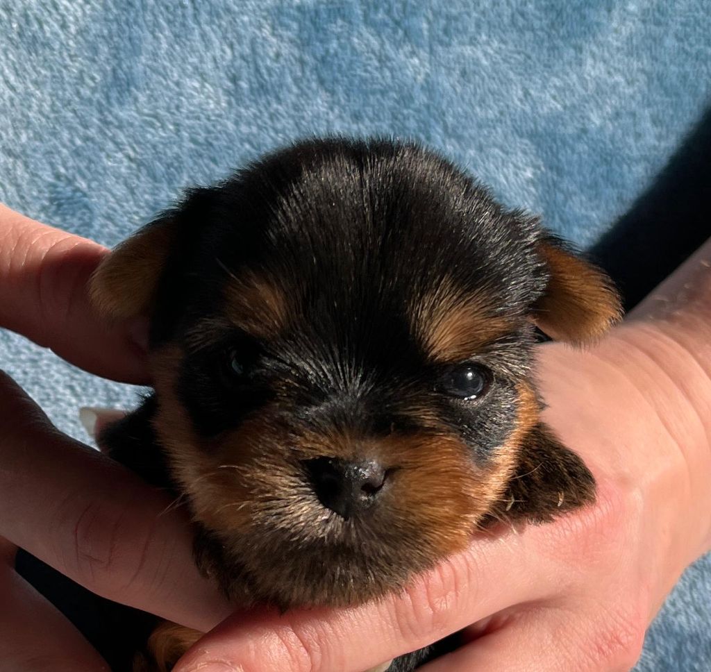 De La Maison Du Parc - Chiot disponible  - Yorkshire Terrier