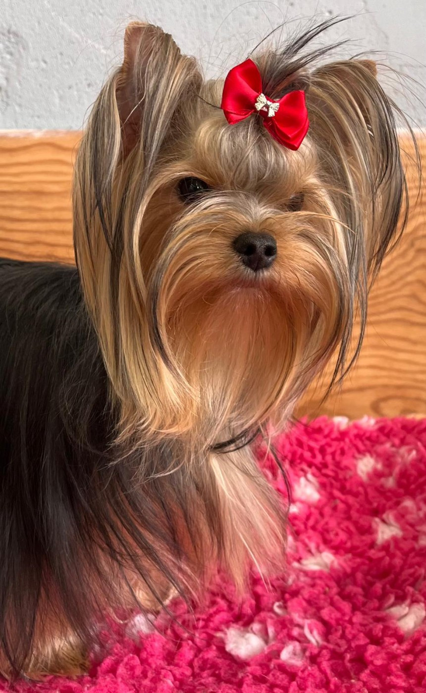 Vicky De La Maison Du Parc