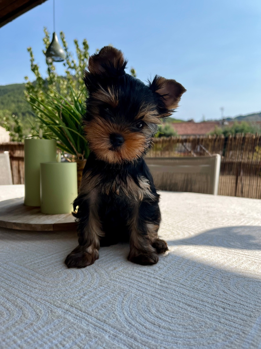Femelle disponible