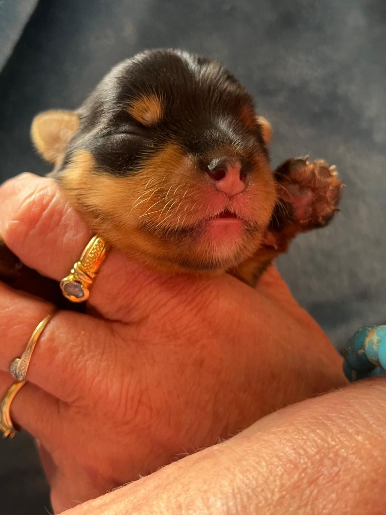 De La Maison Du Parc - Chiots disponibles - Yorkshire Terrier