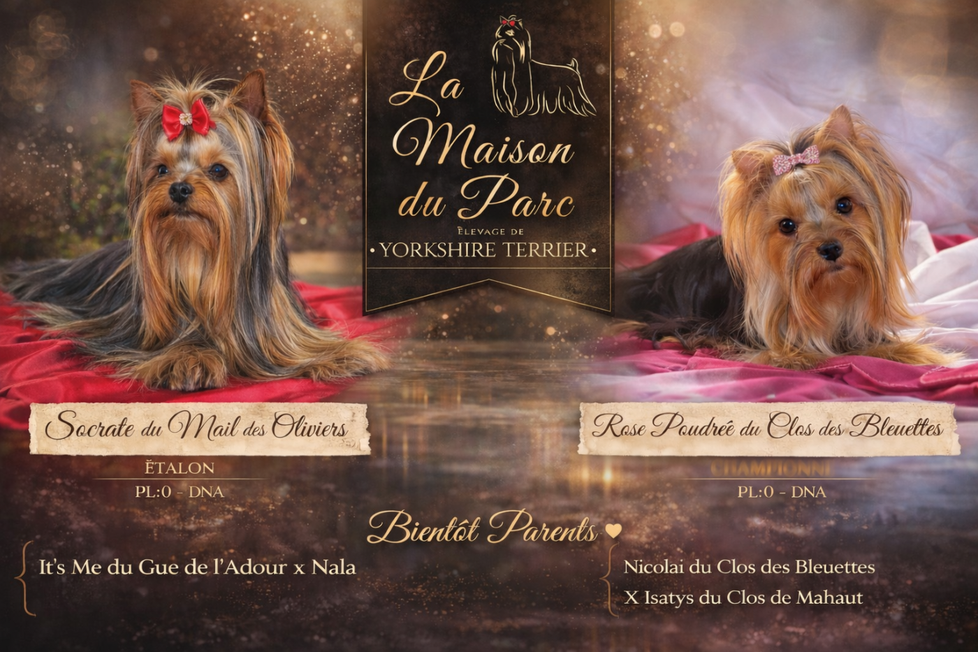 De La Maison Du Parc - Yorkshire Terrier - Portée née le 06/01/2026