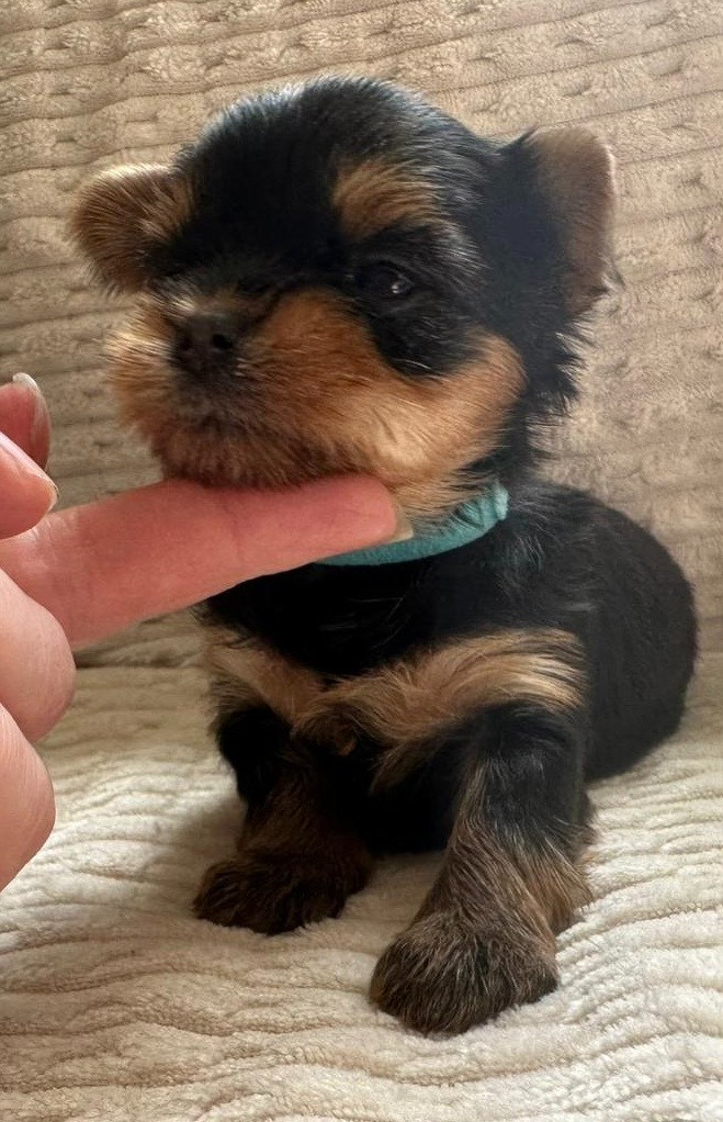 De La Maison Du Parc - Chiots disponibles - Yorkshire Terrier