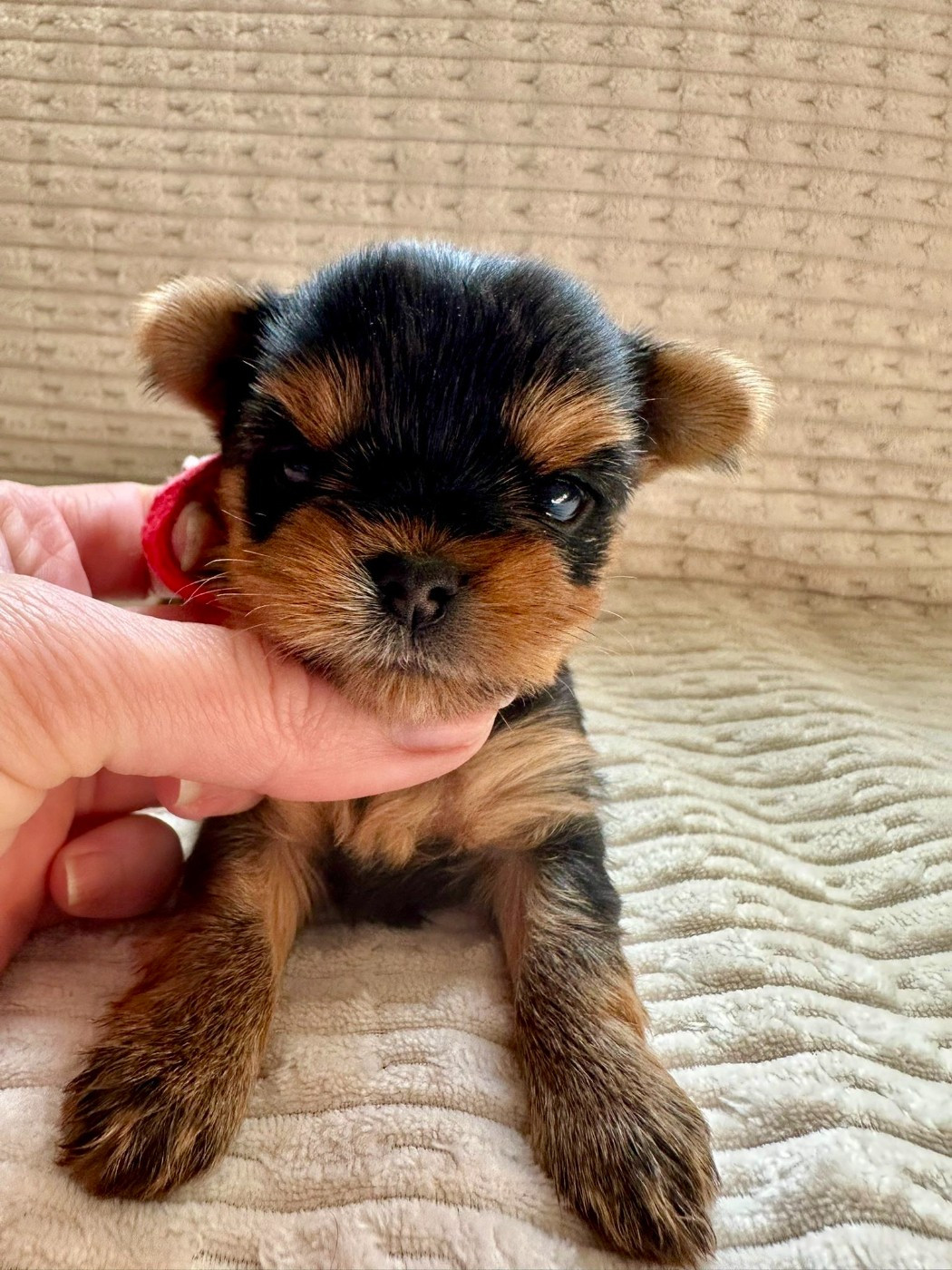 De La Maison Du Parc - Chiots disponibles - Yorkshire Terrier