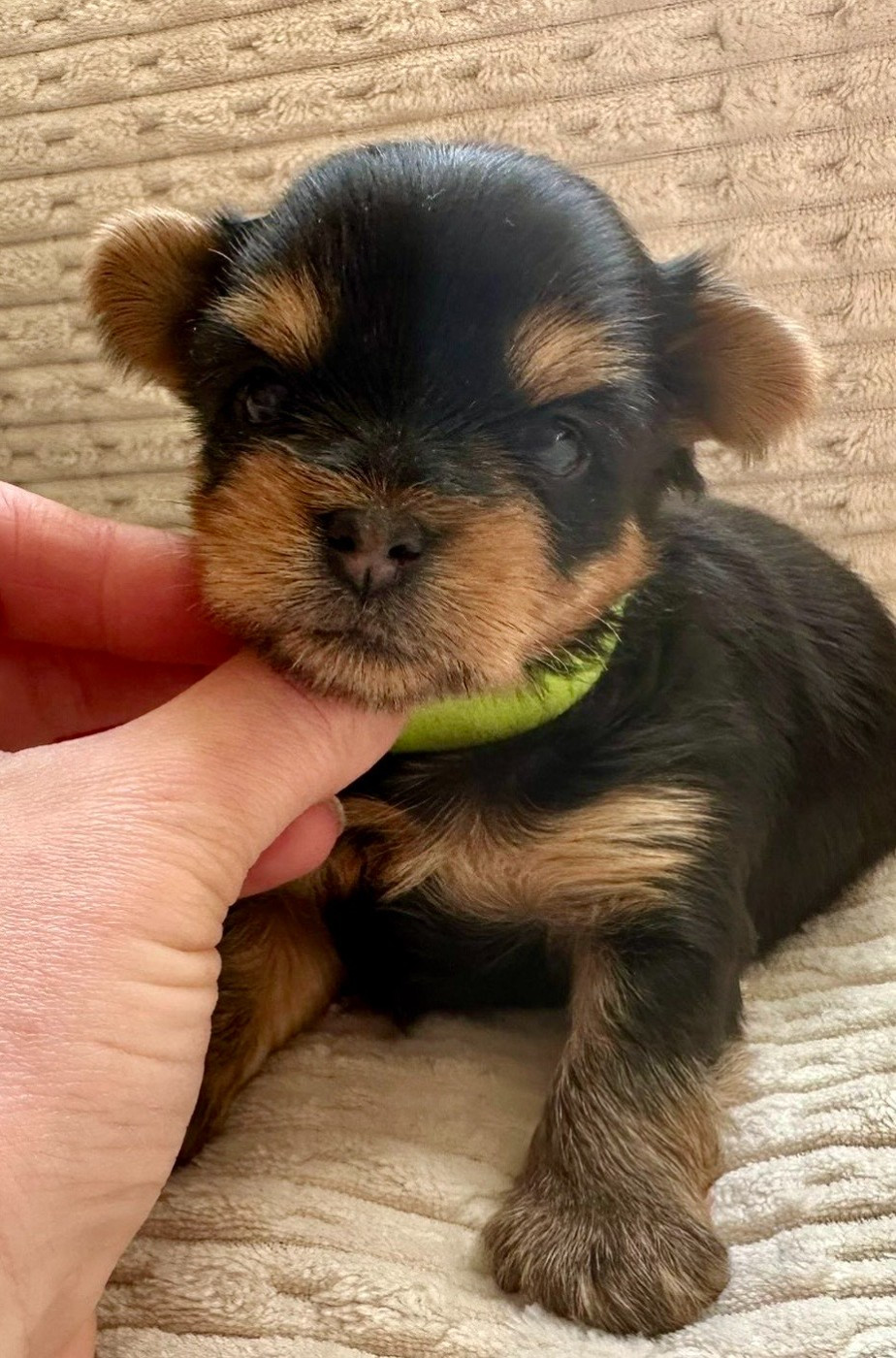 De La Maison Du Parc - Chiots disponibles - Yorkshire Terrier