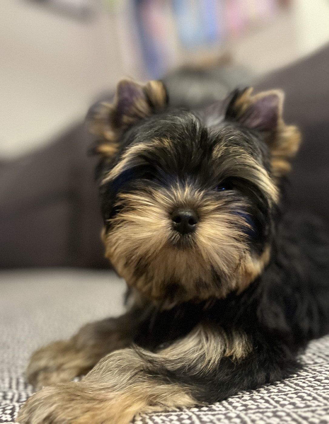 De La Maison Du Parc - Chiots disponibles - Yorkshire Terrier