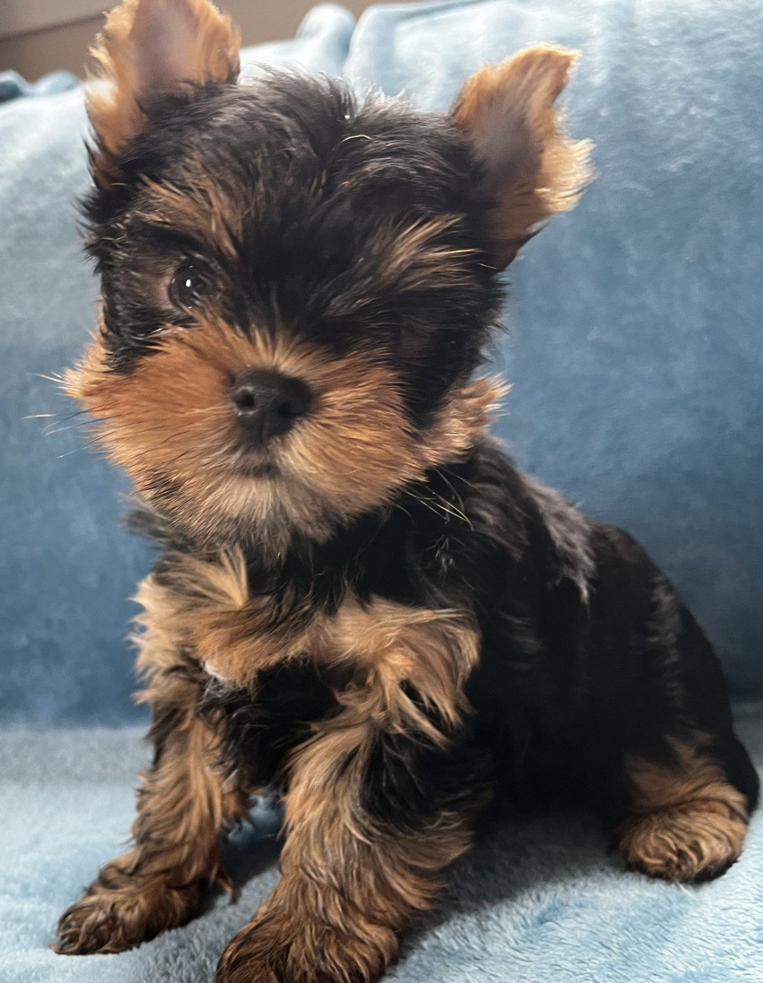 De La Maison Du Parc - Chiots disponibles - Yorkshire Terrier
