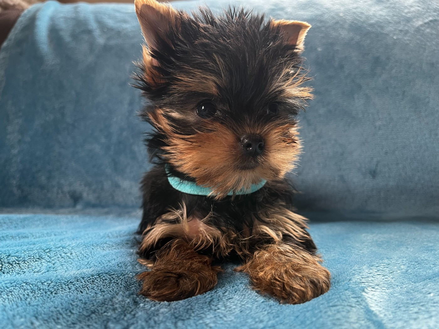 De La Maison Du Parc - Chiots disponibles - Yorkshire Terrier