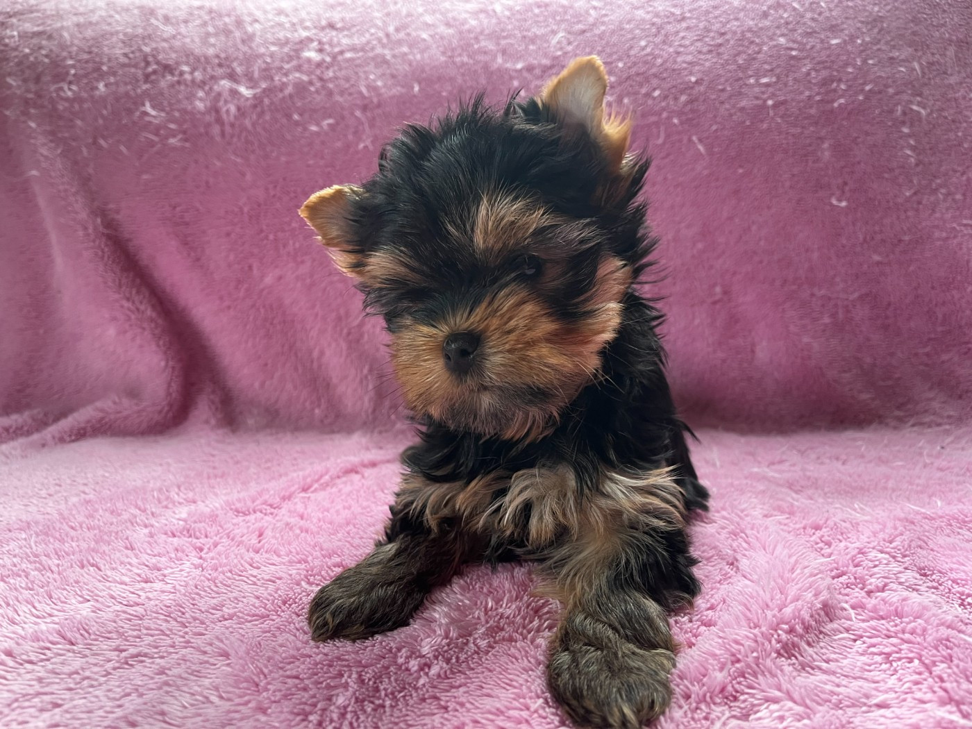 De La Maison Du Parc - Chiots disponibles - Yorkshire Terrier