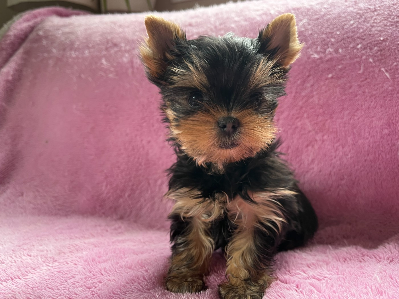 De La Maison Du Parc - Chiots disponibles - Yorkshire Terrier