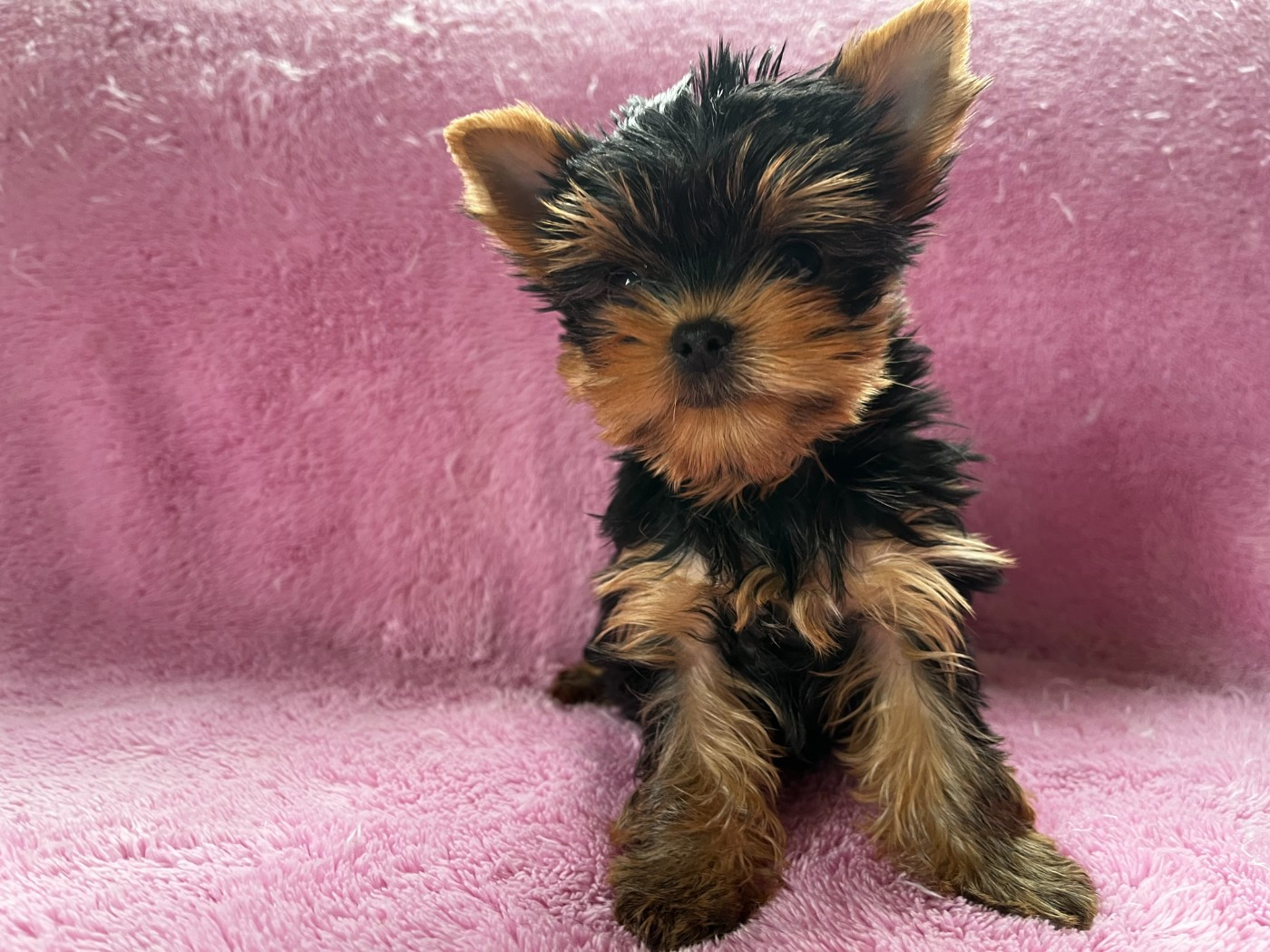 De La Maison Du Parc - Chiots disponibles - Yorkshire Terrier