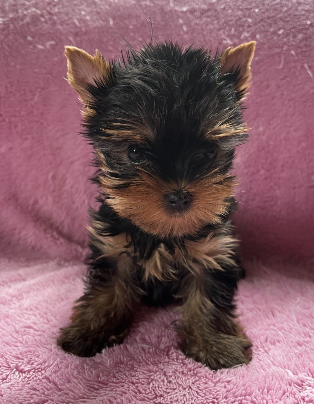 De La Maison Du Parc - Chiots disponibles - Yorkshire Terrier