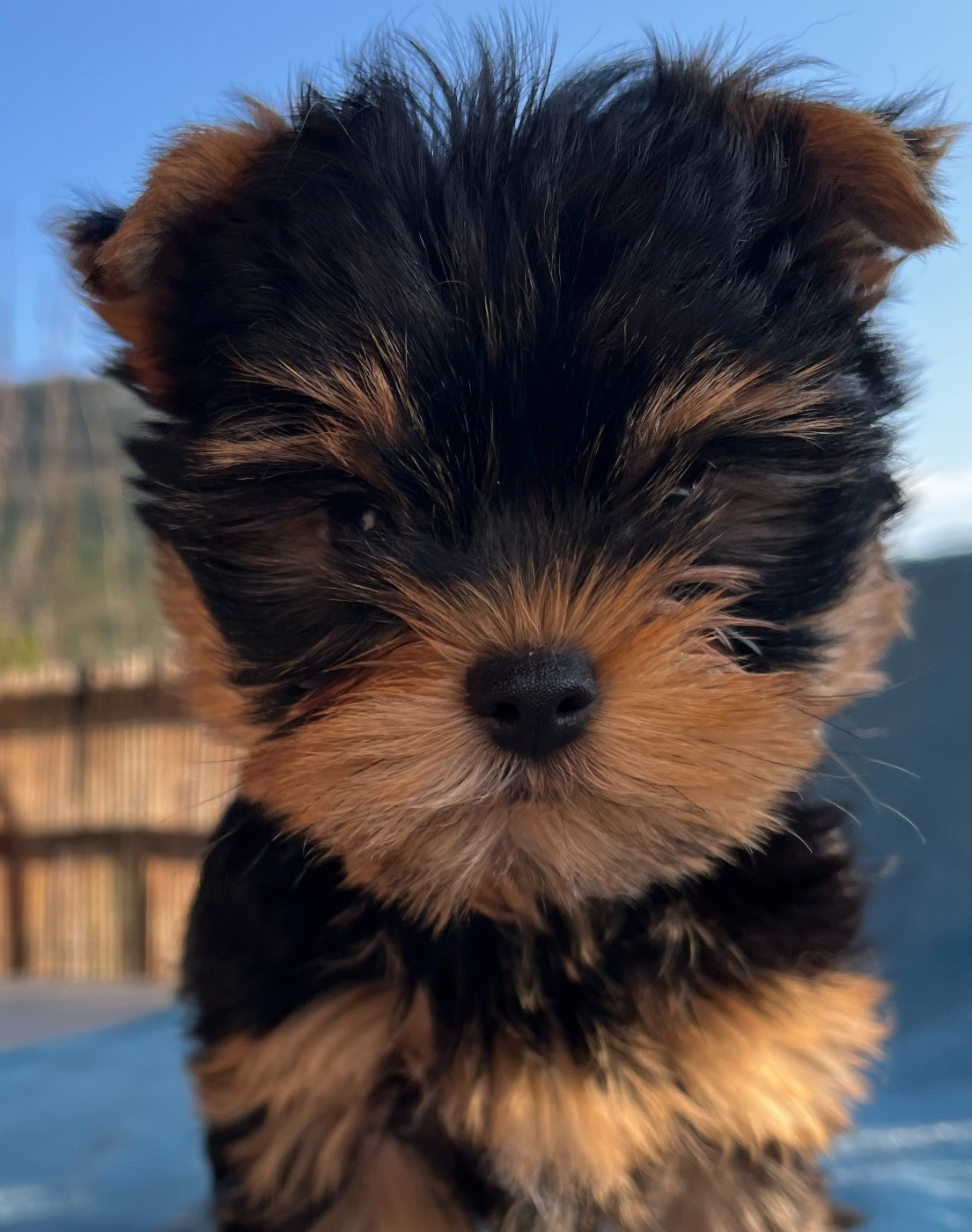De La Maison Du Parc - Chiots disponibles - Yorkshire Terrier