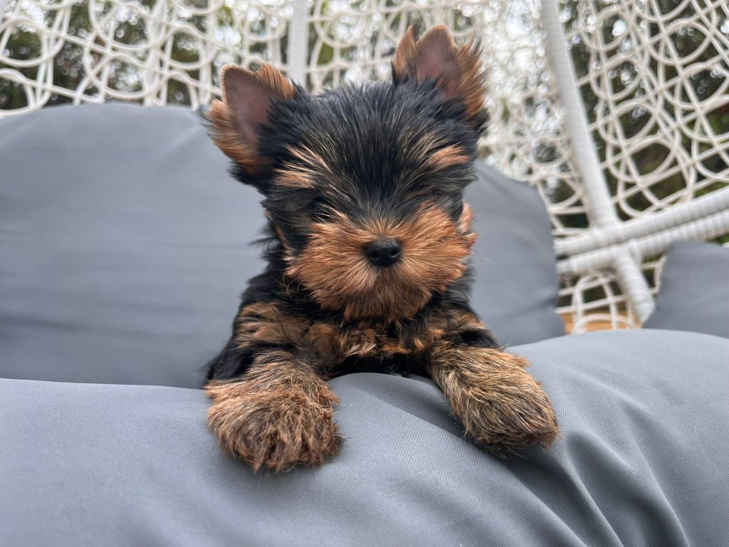 De La Maison Du Parc - Chiots disponibles - Yorkshire Terrier