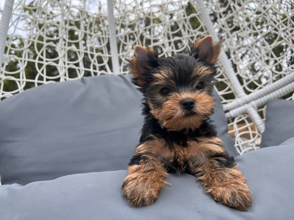 De La Maison Du Parc - Chiots disponibles - Yorkshire Terrier