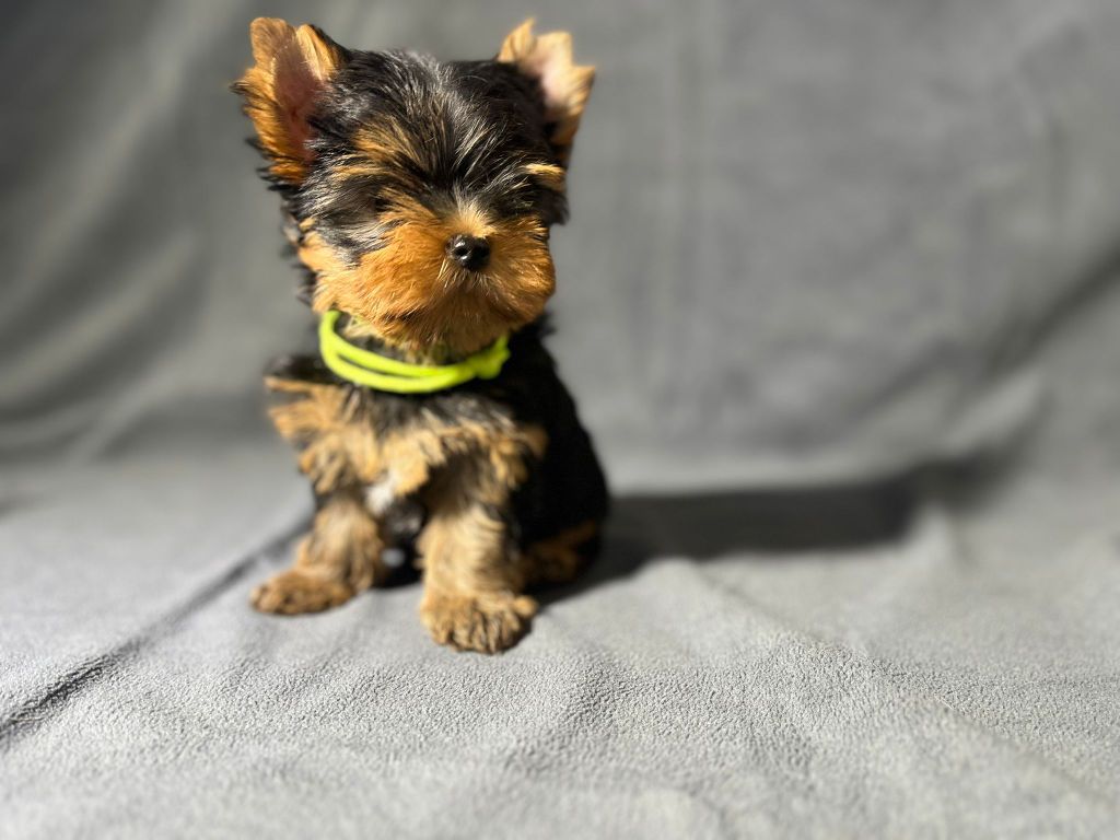 De La Maison Du Parc - Chiots disponibles - Yorkshire Terrier