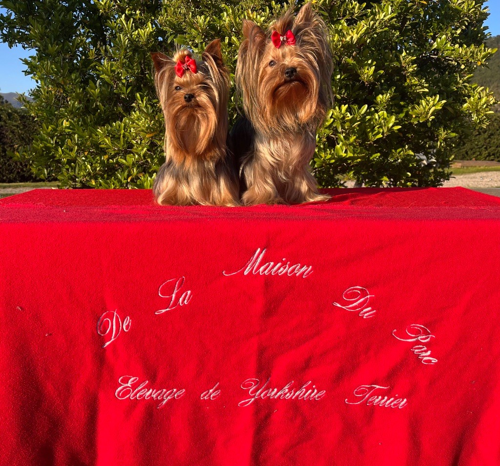 Chiot Yorkshire Terrier De La Maison Du Parc