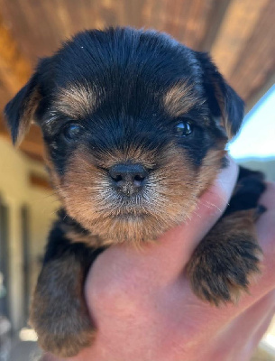 CHIOT 1