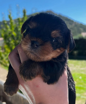 CHIOT 3