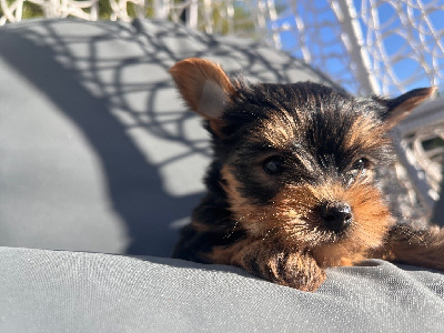 CHIOT