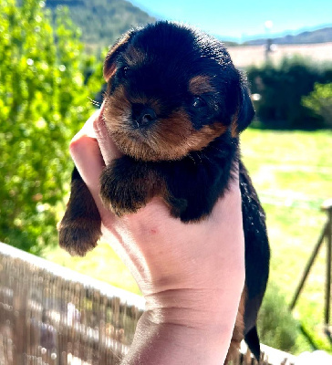CHIOT 2