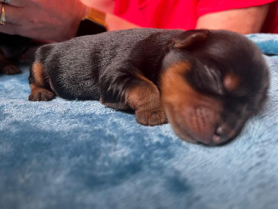 CHIOT 1