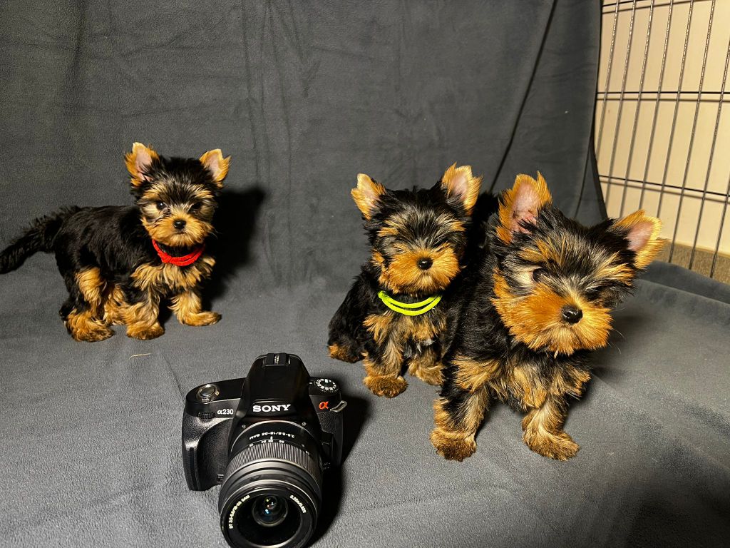 De La Maison Du Parc - Yorkshire Terrier - Portée née le 03/06/2025