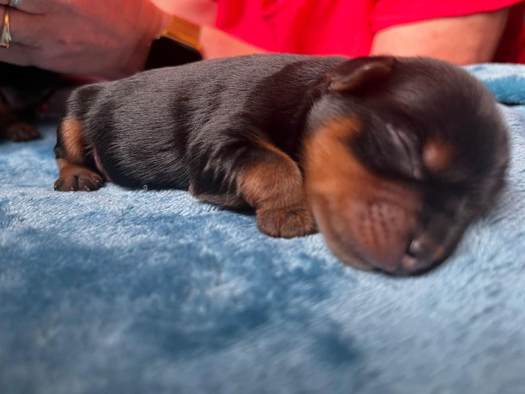 De La Maison Du Parc - Chiots disponibles - Yorkshire Terrier