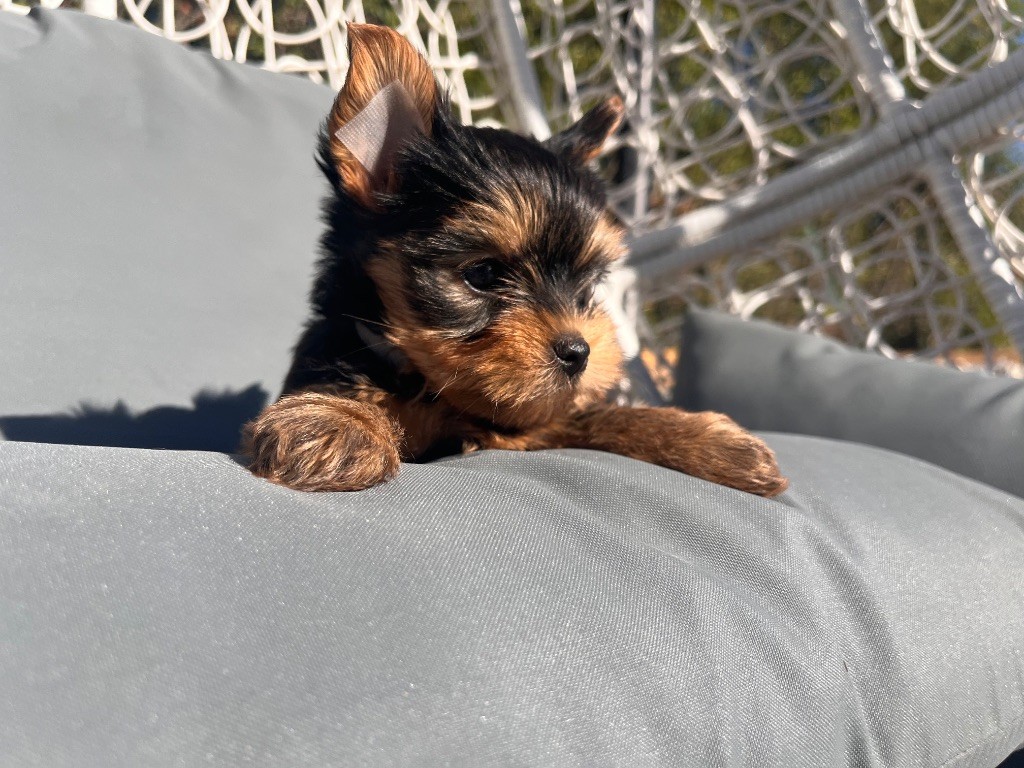De La Maison Du Parc - Chiots disponibles - Yorkshire Terrier