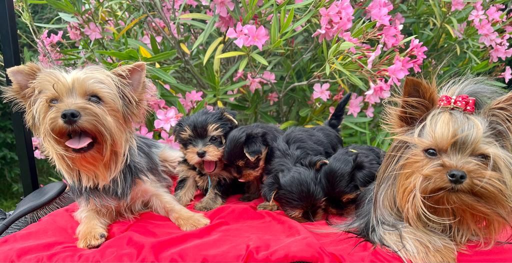 Chiot Yorkshire Terrier De La Maison Du Parc
