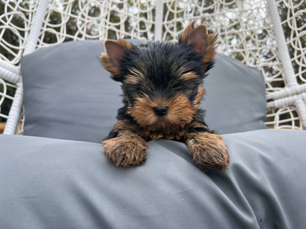De La Maison Du Parc - Chiots disponibles - Yorkshire Terrier