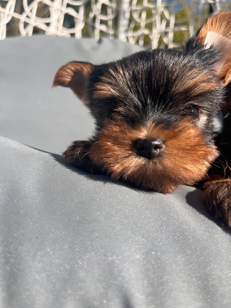 De La Maison Du Parc - Chiots disponibles - Yorkshire Terrier