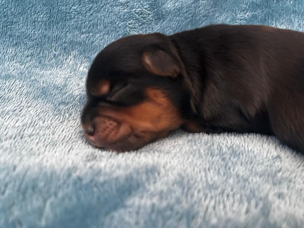 De La Maison Du Parc - Chiots disponibles - Yorkshire Terrier